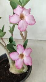 Planta ARABICUM 160 – 30cm - Vaso 15 - Imagem 3