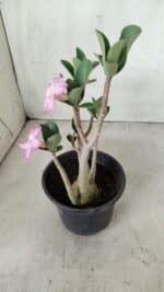 Planta ARABICUM 160 – 30cm - Vaso 15 - Imagem 6