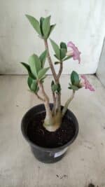 Planta ARABICUM 160 – 30cm - Vaso 15 - Imagem 4