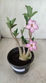 Planta ARABICUM 160 – 30cm - Vaso 15 - Imagem 8