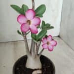 Planta ARABICUM 161 – 30cm - Vaso 15