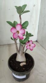 Planta ARABICUM 161 – 30cm - Vaso 15