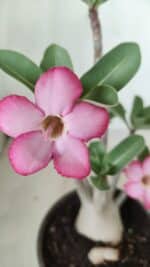 Planta ARABICUM 161 – 30cm - Vaso 15 - Imagem 3