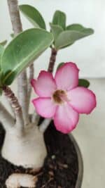 Planta ARABICUM 161 – 30cm - Vaso 15 - Imagem 4