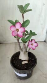 Planta ARABICUM 161 – 30cm - Vaso 15 - Imagem 8