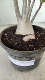 Planta ARABICUM 161 – 30cm - Vaso 15 - Imagem 7