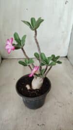 Planta ARABICUM 161 – 30cm - Vaso 15 - Imagem 6