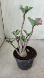 Planta ARABICUM 161 – 30cm - Vaso 15 - Imagem 5