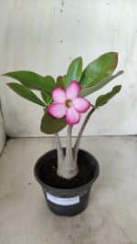 Planta ARABICUM 162 – 30cm - Vaso 15 - Imagem 2