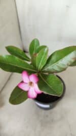 Planta ARABICUM 162 – 30cm - Vaso 15 - Imagem 3