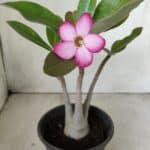 Planta ARABICUM 162 – 30cm - Vaso 15