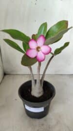 Planta ARABICUM 162 – 30cm - Vaso 15