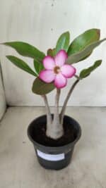 Planta ARABICUM 162 – 30cm - Vaso 15 - Imagem 7