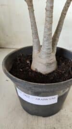 Planta ARABICUM 162 – 30cm - Vaso 15 - Imagem 6