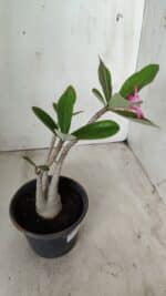 Planta ARABICUM 162 – 30cm - Vaso 15 - Imagem 5