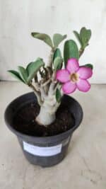 Planta ARABICUM 163 – 20cm - Vaso 15 - Imagem 2