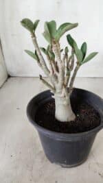 Planta ARABICUM 163 – 20cm - Vaso 15 - Imagem 6