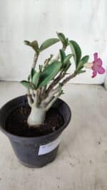 Planta ARABICUM 163 – 20cm - Vaso 15 - Imagem 5