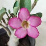 Planta ARABICUM 163 – 20cm - Vaso 15