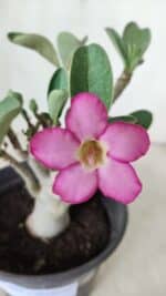 Planta ARABICUM 163 – 20cm - Vaso 15