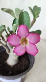 Planta ARABICUM 163 – 20cm - Vaso 15 - Imagem 3