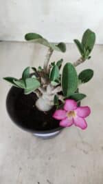 Planta ARABICUM 163 – 20cm - Vaso 15 - Imagem 4