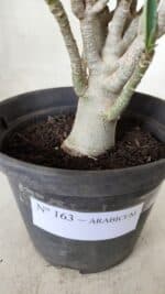 Planta ARABICUM 163 – 20cm - Vaso 15 - Imagem 10