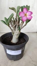 Planta ARABICUM 163 – 20cm - Vaso 15 - Imagem 8