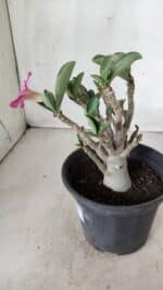 Planta ARABICUM 163 – 20cm - Vaso 15 - Imagem 7