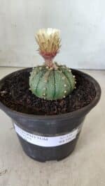 MATRIZ ASTROPHYTUM ASTERIAS Nº 339 – vaso 15 - Imagem 2