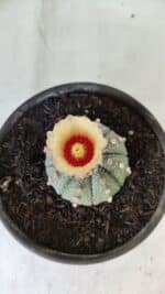 MATRIZ ASTROPHYTUM ASTERIAS Nº 339 – vaso 15 - Imagem 3