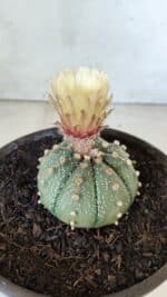 MATRIZ ASTROPHYTUM ASTERIAS Nº 339 – vaso 15 - Imagem 8