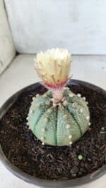 MATRIZ ASTROPHYTUM ASTERIAS Nº 339 – vaso 15 - Imagem 6