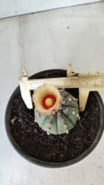 MATRIZ ASTROPHYTUM ASTERIAS Nº 339 – vaso 15