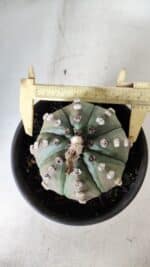 ASTROPHYTUM ASTERIAS Nº 383 – vaso 15 - Imagem 5