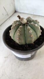 ASTROPHYTUM ASTERIAS Nº 383 – vaso 15 - Imagem 9