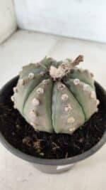 ASTROPHYTUM ASTERIAS Nº 383 – vaso 15 - Imagem 8