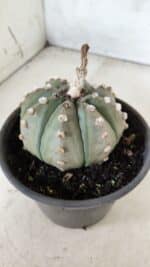 ASTROPHYTUM ASTERIAS Nº 383 – vaso 15 - Imagem 7