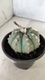 ASTROPHYTUM ASTERIAS Nº 383 – vaso 15 - Imagem 6