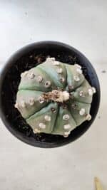 ASTROPHYTUM ASTERIAS Nº 383 – vaso 15 - Imagem 3