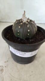 ASTROPHYTUM ASTERIAS “Purple”  Nº 720 – vaso 15 - Imagem 2