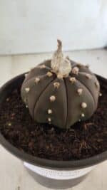ASTROPHYTUM ASTERIAS “Purple”  Nº 720 – vaso 15 - Imagem 9