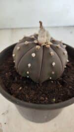 ASTROPHYTUM ASTERIAS “Purple”  Nº 720 – vaso 15 - Imagem 8