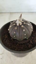 ASTROPHYTUM ASTERIAS “Purple”  Nº 720 – vaso 15 - Imagem 6