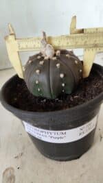 ASTROPHYTUM ASTERIAS “Purple”  Nº 720 – vaso 15 - Imagem 4