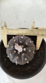 ASTROPHYTUM ASTERIAS “Purple”  Nº 720 – vaso 15