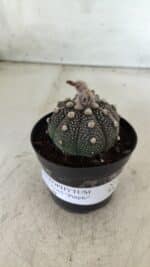 ASTROPHYTUM ASTERIAS “Purple”  Nº 721 – vaso 09 - Imagem 9