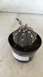 ASTROPHYTUM ASTERIAS “Purple”  Nº 721 – vaso 09 - Imagem 8