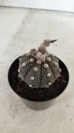 ASTROPHYTUM ASTERIAS “Purple”  Nº 721 – vaso 09 - Imagem 6