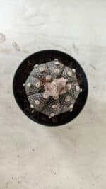 ASTROPHYTUM ASTERIAS “Purple”  Nº 721 – vaso 09 - Imagem 3